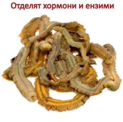 Морски червеи сушени Power Bait